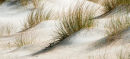 Dune grasses