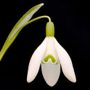 Snowdrop 1