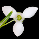 Snowdrop 2