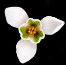 The Snowdrop's secret