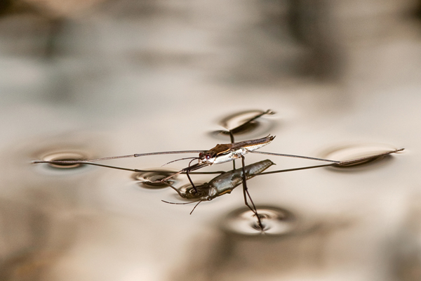 Surface tension (River skater)