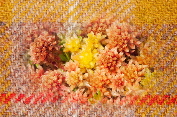 Colours of Tweed No 1