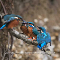 Kingfisher Family