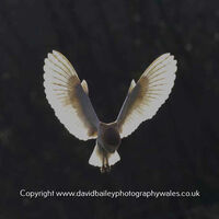 Angelic Barn Owl