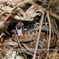 Adders