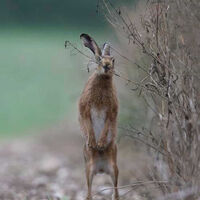 An Upstanding Hare