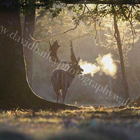 Autumn dawn