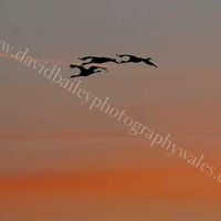 Avalon cranes