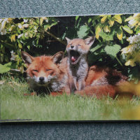 Spring Foxes