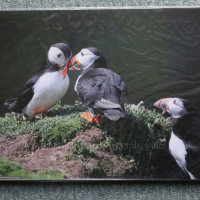 Puffins. Wrinkle effect due to protective cello bag. (to be removed)