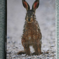 Bad Hare Day