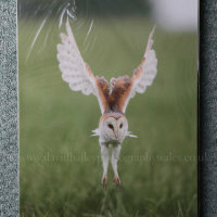 Barn Owl. Wrinkle effect due to protective cello bag. (to be removed)