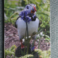 Puffin