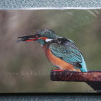 Kingfisher. Wrinkle effect due to protective cello bag. (to be removed)