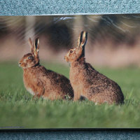 Hares. Wrinkle effect due to protective cello bag. (to be removed)