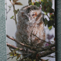 Tawny Owl