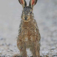 A Bad Hare Day