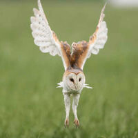 Barn Owl
