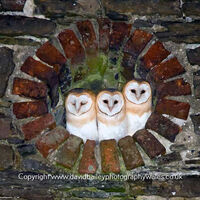 Barn Owls