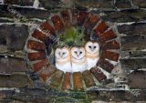 The three wise owls (Barn owls)