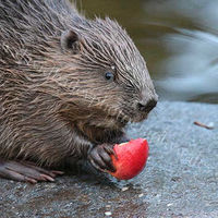 Beaver