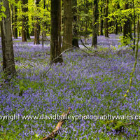 Bluebells
