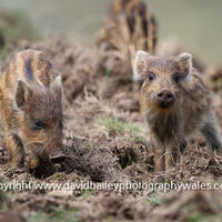 Boar Piglets