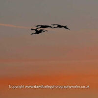 Avalon Cranes