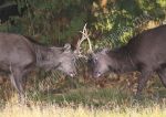Sika Stags, Eye to Eye