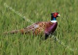 Pheasant