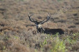 Master Stag