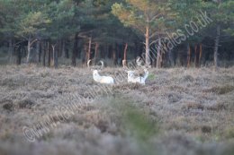 White Bucks