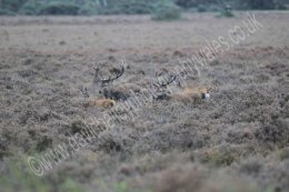 Red Deer Stags