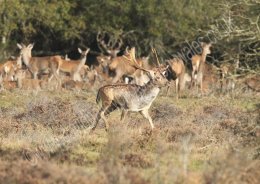 Fallow Buck with Reds