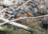 Kingfisher feeding mate