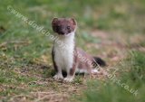 Stoat