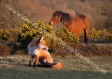 Evening on the Heath