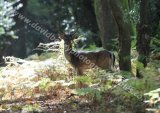 Early morning Fallow Deer