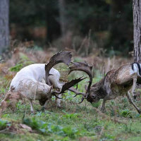 The Fallow Rut