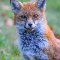 Fox 2