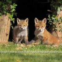 Fox Cubs