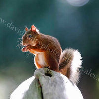 Go nuts in May