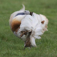 Great Bustard