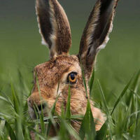 Hare Stare