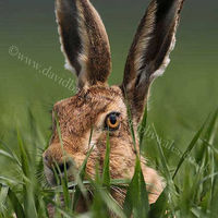 Hare eye am