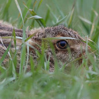 Hare Eye to Eye