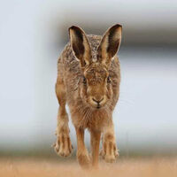 Hare in a Hurry