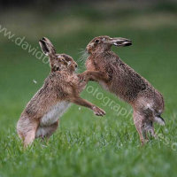 Hares Boxing