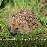 Hedgehog