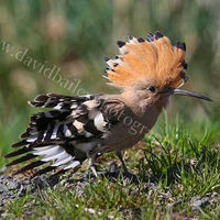 Hoopoe